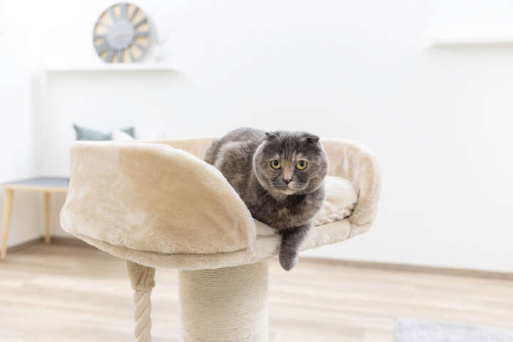 KERBL Kratzbaum Toni XL